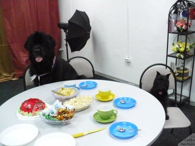 Фото: ньюфаундленд Супер Бизон Астория