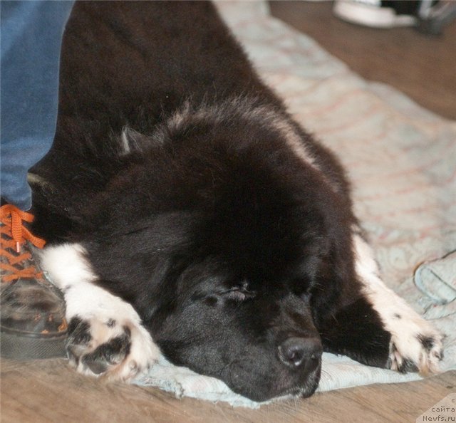 Фото: ньюфаундленд Старбимовлав Гардемарин