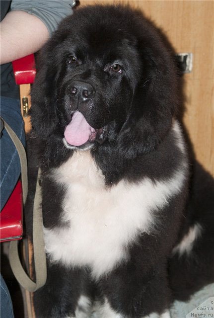 Фото: ньюфаундленд Старбимовлав Гардемарин