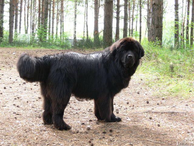 Фото: ньюфаундленд О Блек Диамонд Литтл Беар (O Black Diamond Little Bear)