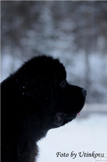 Фото: ньюфаундленд Акватория Келвин Ламборджини (Aquatoriya Kelvin Lambordghini)