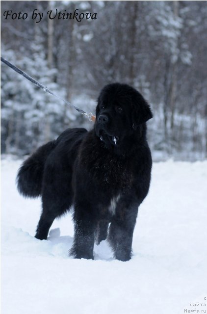 Фото: ньюфаундленд Акватория Келвин Ламборджини (Aquatoriya Kelvin Lambordghini)