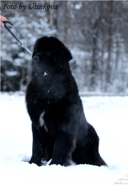Фото: ньюфаундленд Акватория Келвин Ламборджини (Aquatoriya Kelvin Lambordghini)