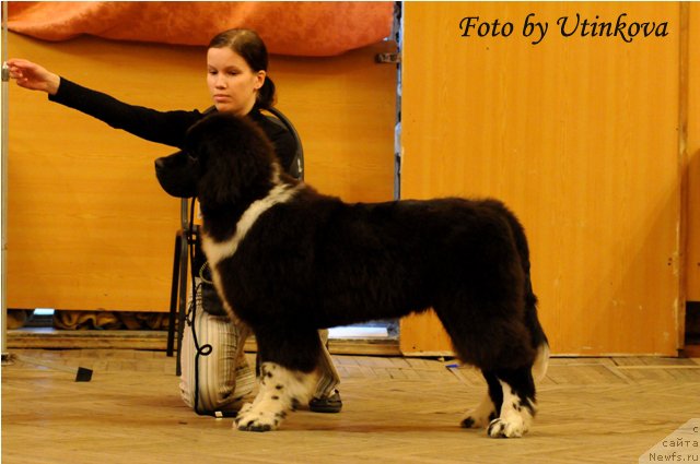 Фото: ньюфаундленд Старбимовлав Гардемарин
