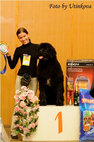 Фото: ньюфаундленд Акватория Келвин Ламборджини (Aquatoriya Kelvin Lambordghini)