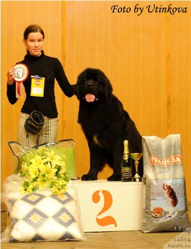 Фото: ньюфаундленд Акватория Келвин Ламборджини (Aquatoriya Kelvin Lambordghini)