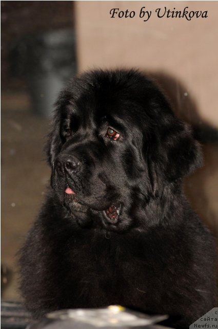 Фото: ньюфаундленд Акватория Келвин Ламборджини (Aquatoriya Kelvin Lambordghini)