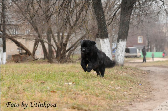 Фото: ньюфаундленд Акватория Келвин Ламборджини (Aquatoriya Kelvin Lambordghini)