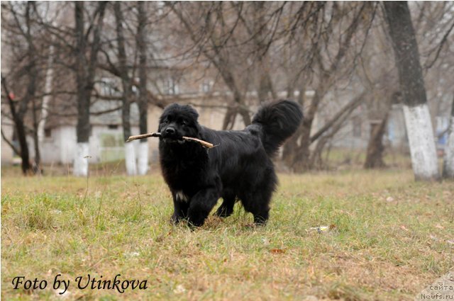 Фото: ньюфаундленд Акватория Келвин Ламборджини (Aquatoriya Kelvin Lambordghini)