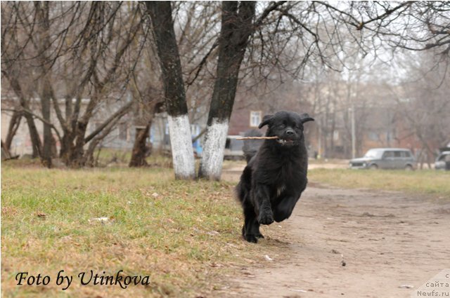 Фото: ньюфаундленд Акватория Келвин Ламборджини (Aquatoriya Kelvin Lambordghini)