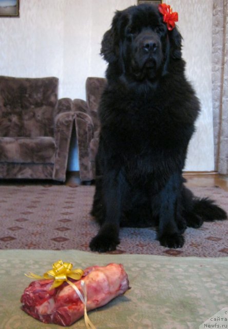 Фотография № 53859