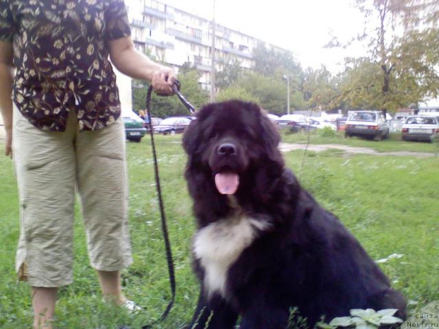 Фото: ньюфаундленд Верри зе Арктик Винд