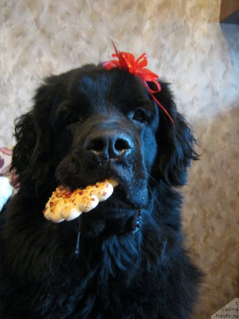 Фото: ньюфаундленд Сент Джонс Улла для Кара Аюлар (Sent Djons Ulla for Kara Ayular)