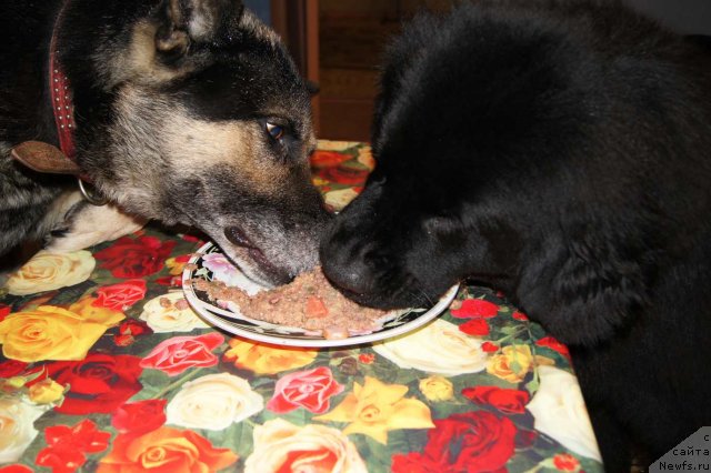 Фотография № 53863