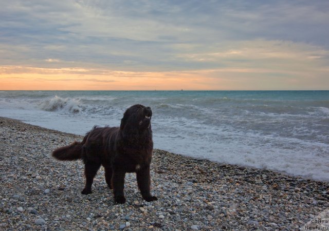 Фото: ньюфаундленд Потап Фидель