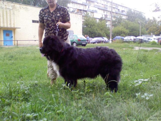 Фото: ньюфаундленд Верри зе Арктик Винд