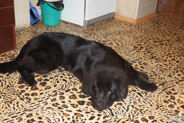 Фото: ньюфаундленд Сент Джонс Ульрика (Sent Djons Ulrika)