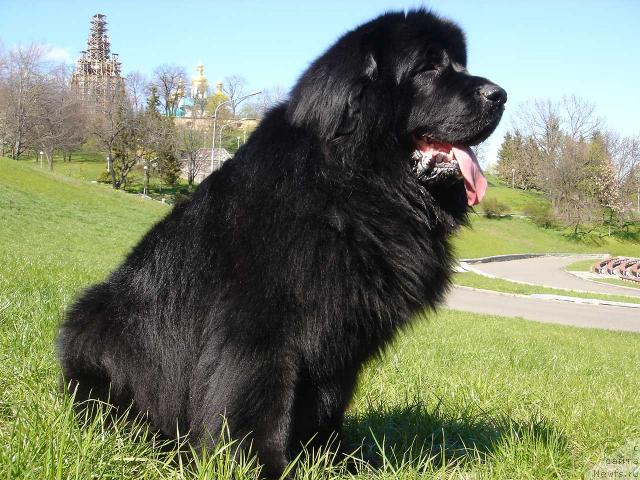 Фото: ньюфаундленд Тугай Антуан Милая Бестия