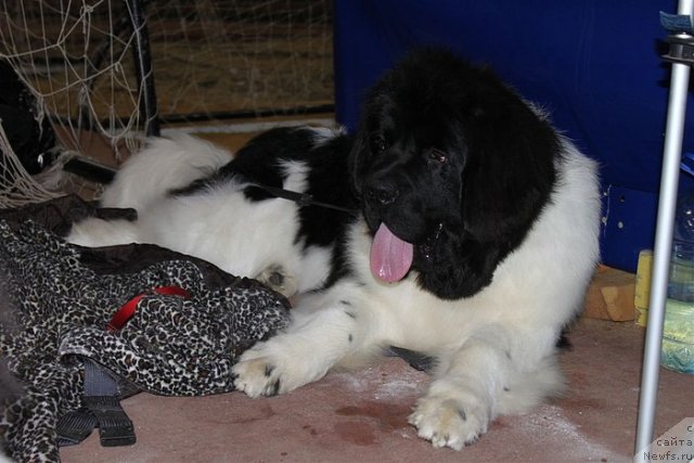 Фото: ньюфаундленд Супер Премиум Жодо Феролли (Super Premium Zhodo Ferolli)