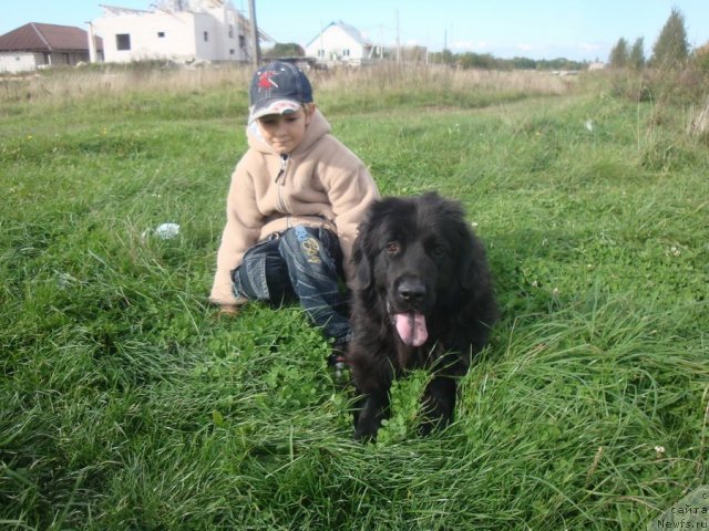 Фото: ньюфаундленд Любимая Медведица Моя