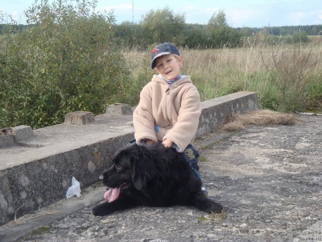 Фото: ньюфаундленд Любимая Медведица Моя