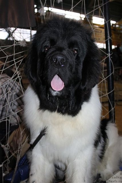 Фото: ньюфаундленд Супер Премиум Жодо Феролли (Super Premium Zhodo Ferolli)