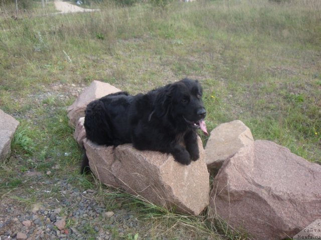 Фото: ньюфаундленд Любимая Медведица Моя