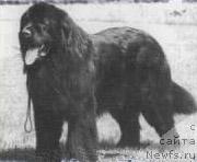 Фото: ньюфаундленд Ferro von Soven