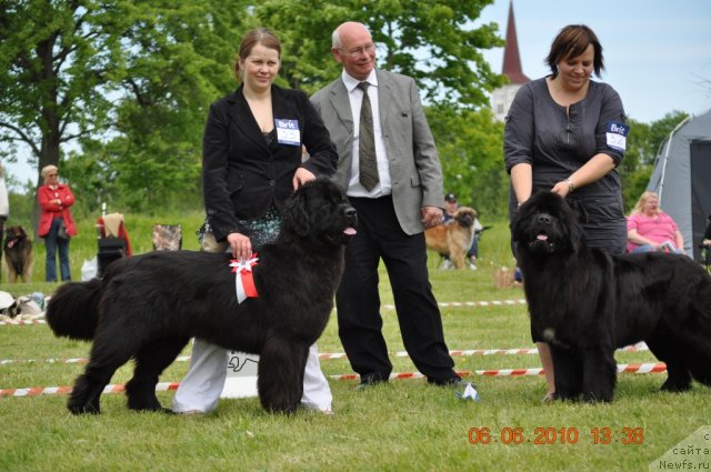 Фото: ньюфаундленд Zara Clark Zvezdnij Dar
