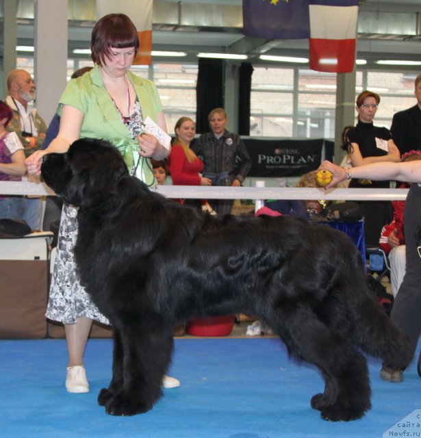 Фото: ньюфаундленд Акватория Келвин Изумрудный Дождь (Aquatoria Kelvin Izumrudny Dozhd)
