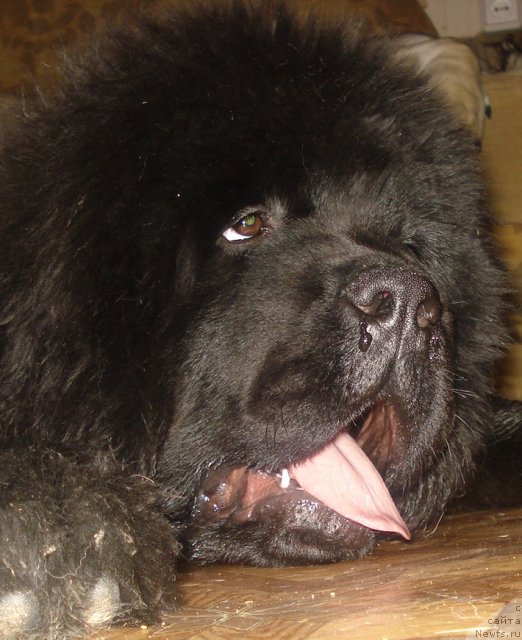 Фото: ньюфаундленд Их Высочество Гиацинта Бриз