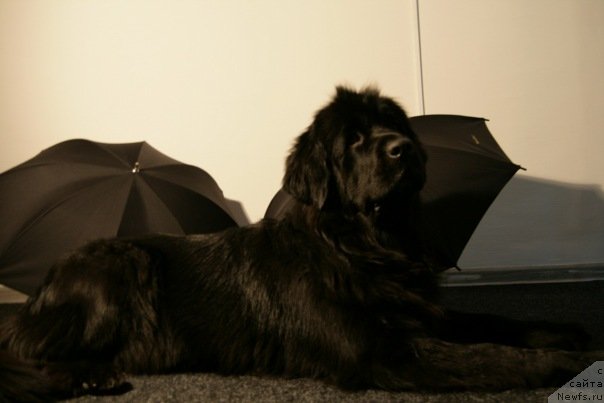 Фотография № 53907