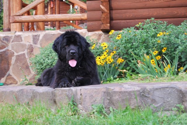 Фото: ньюфаундленд Рашель (Rashel)