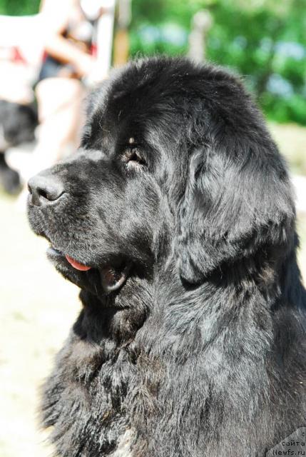 Фото: ньюфаундленд Супер Бизон Анталия