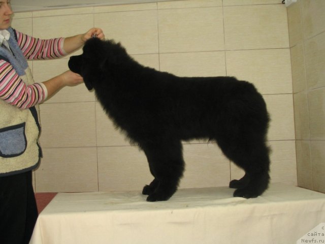 Фото: K-Midnight Bear, (Pilot + Sweety), 4.5 месяца