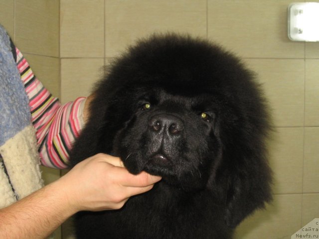 Фото: K-Midnight Bear, (Pilot + Sweety), 4.5 месяца