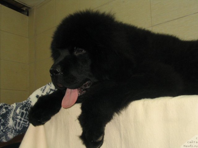 Фото: K-Midnight Bear, (Pilot + Sweety), 4.5 месяца