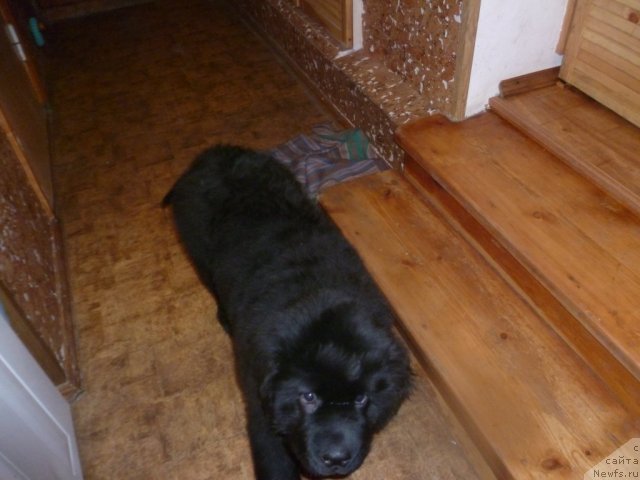 Фото: ньюфаундленд Сила с Берега Дона (Sila s Berega Dona)