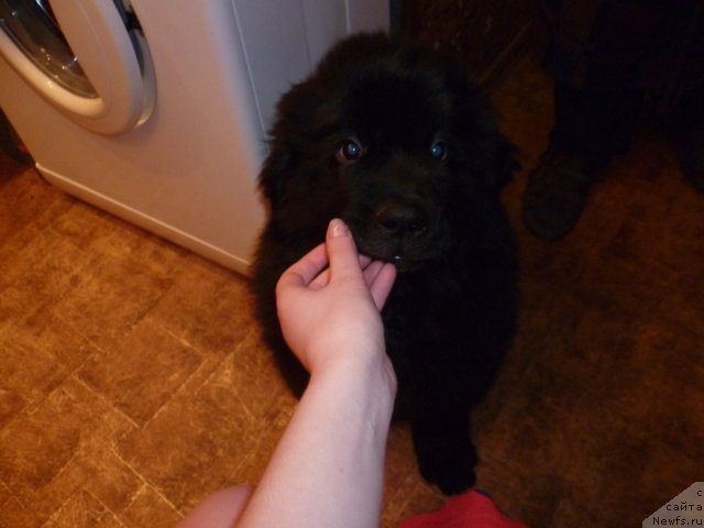 Фото: ньюфаундленд Сила с Берега Дона (Sila s Berega Dona)