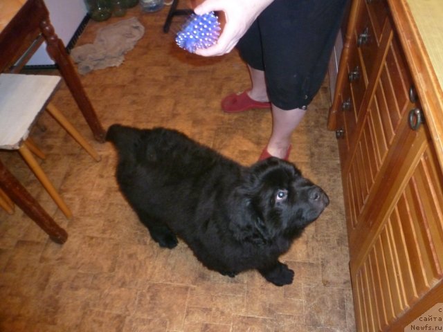 Фото: ньюфаундленд Сила с Берега Дона (Sila s Berega Dona)