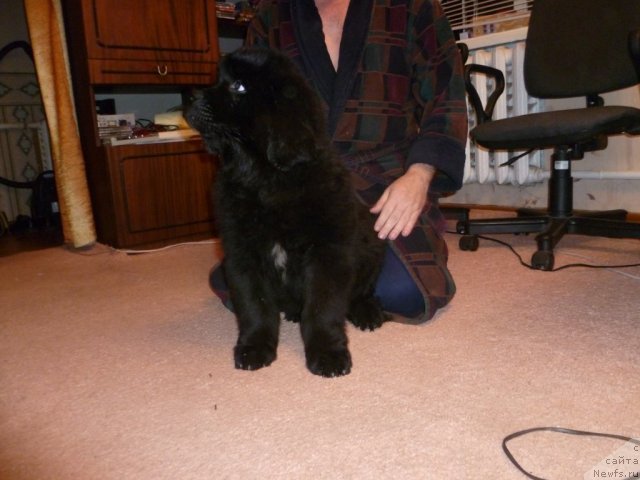 Фото: ньюфаундленд Сила с Берега Дона (Sila s Berega Dona)