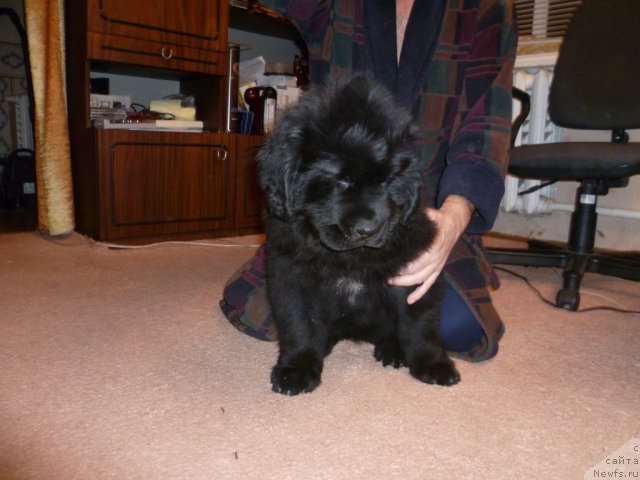 Фото: ньюфаундленд Сила с Берега Дона (Sila s Berega Dona)