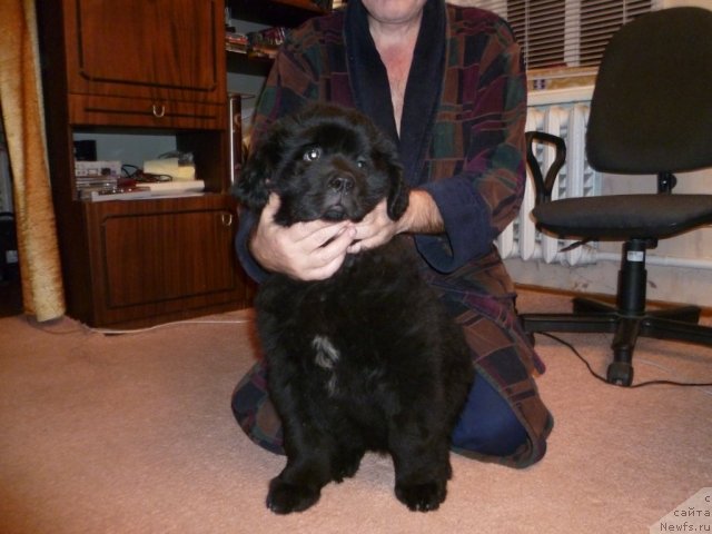 Фото: ньюфаундленд Сила с Берега Дона (Sila s Berega Dona)