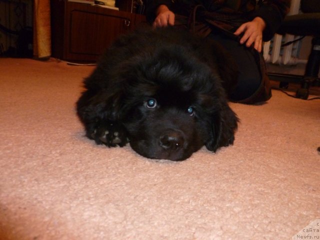 Фото: ньюфаундленд Сила с Берега Дона (Sila s Berega Dona)