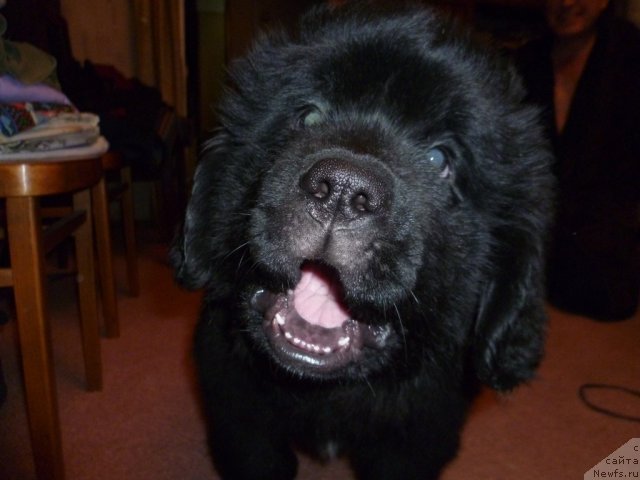 Фото: ньюфаундленд Сила с Берега Дона (Sila s Berega Dona)