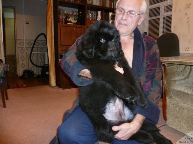 Фото: ньюфаундленд Сила с Берега Дона (Sila s Berega Dona)