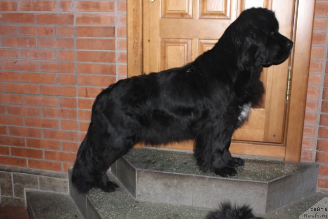 Фото: ньюфаундленд Белла Браво
