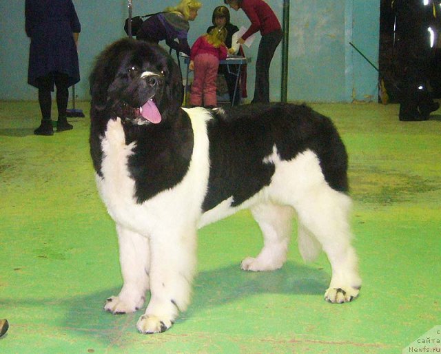 Фото: ньюфаундленд Супер Премиум Женева (Super Premium Zheneva)