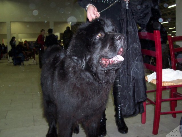 Фото: ньюфаундленд Фанньюф Удачный Шалопай