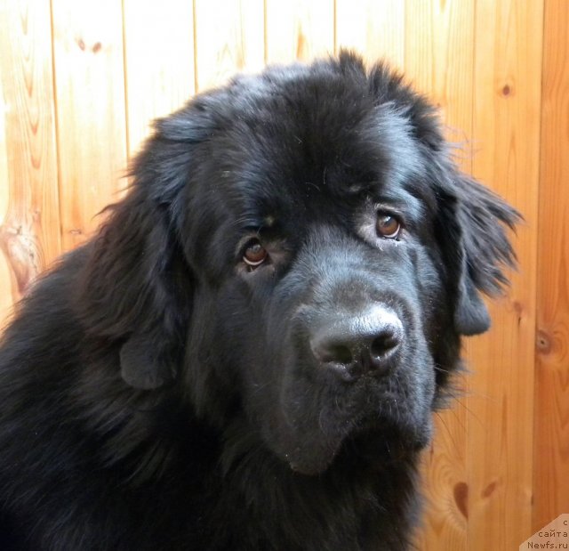 Фото: ньюфаундленд Акватория Келвин Кадриль (Aquatoriya Kelvin Kadril)